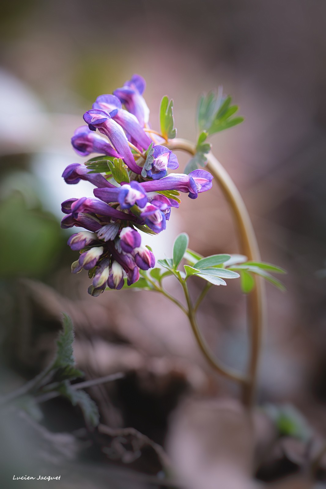 Corydalis.