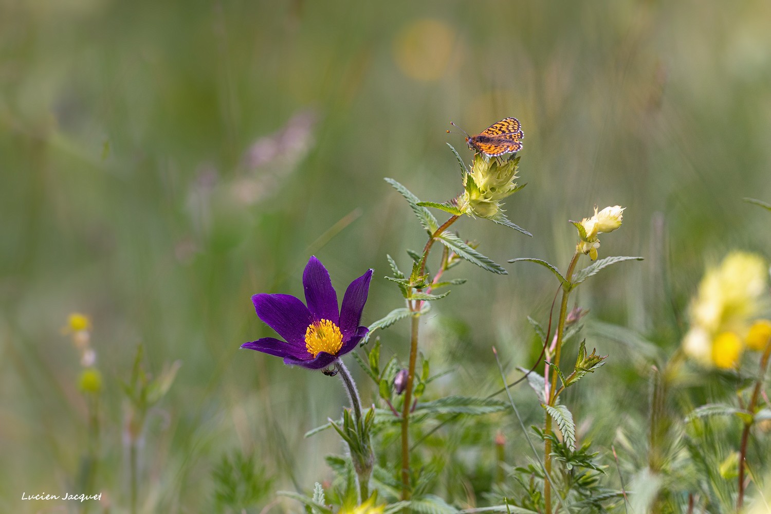 Une fleur, un papillon et Madame l'araignée en embuscade.