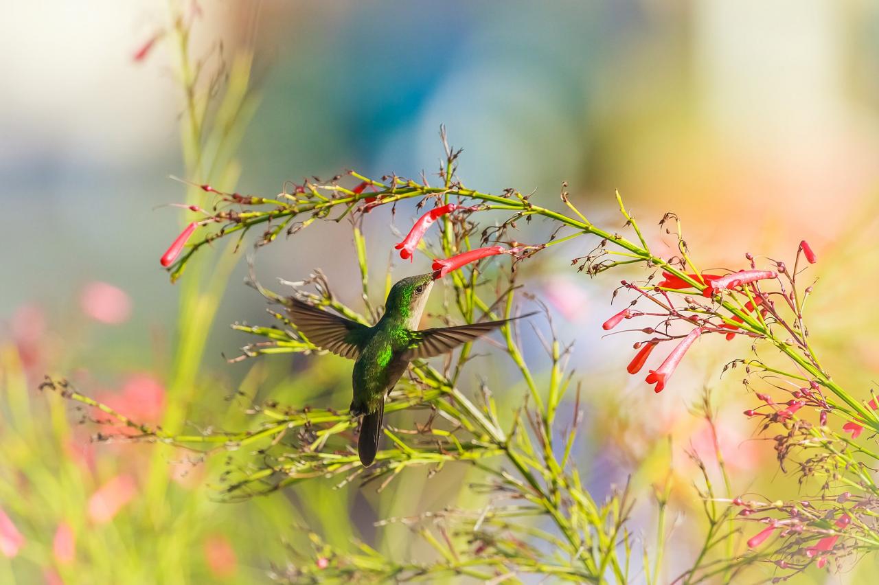 Colibri