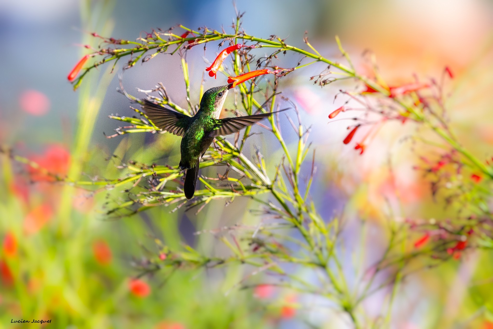 Colibri.