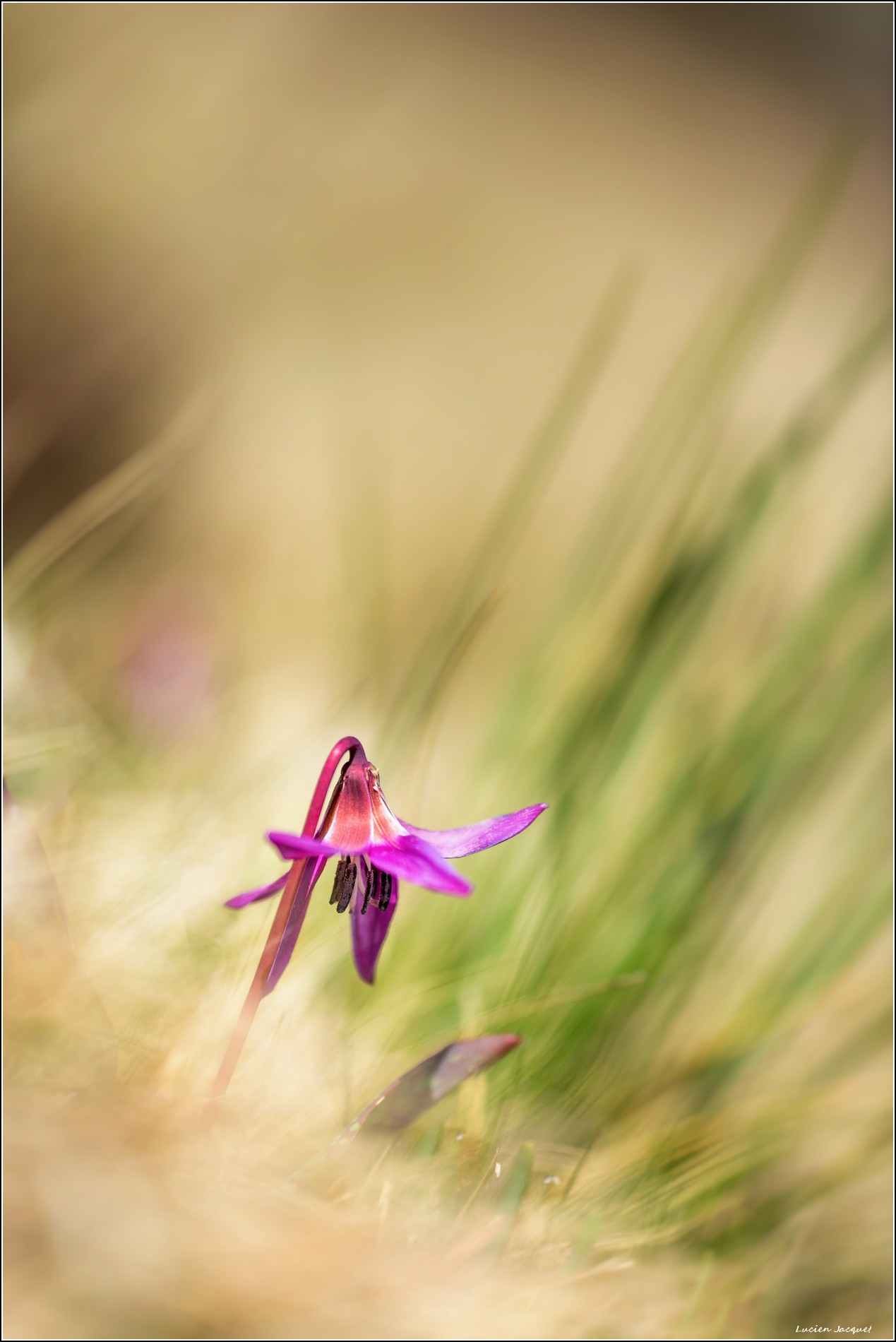 Erythronium dens-canis, Dent-de-chien