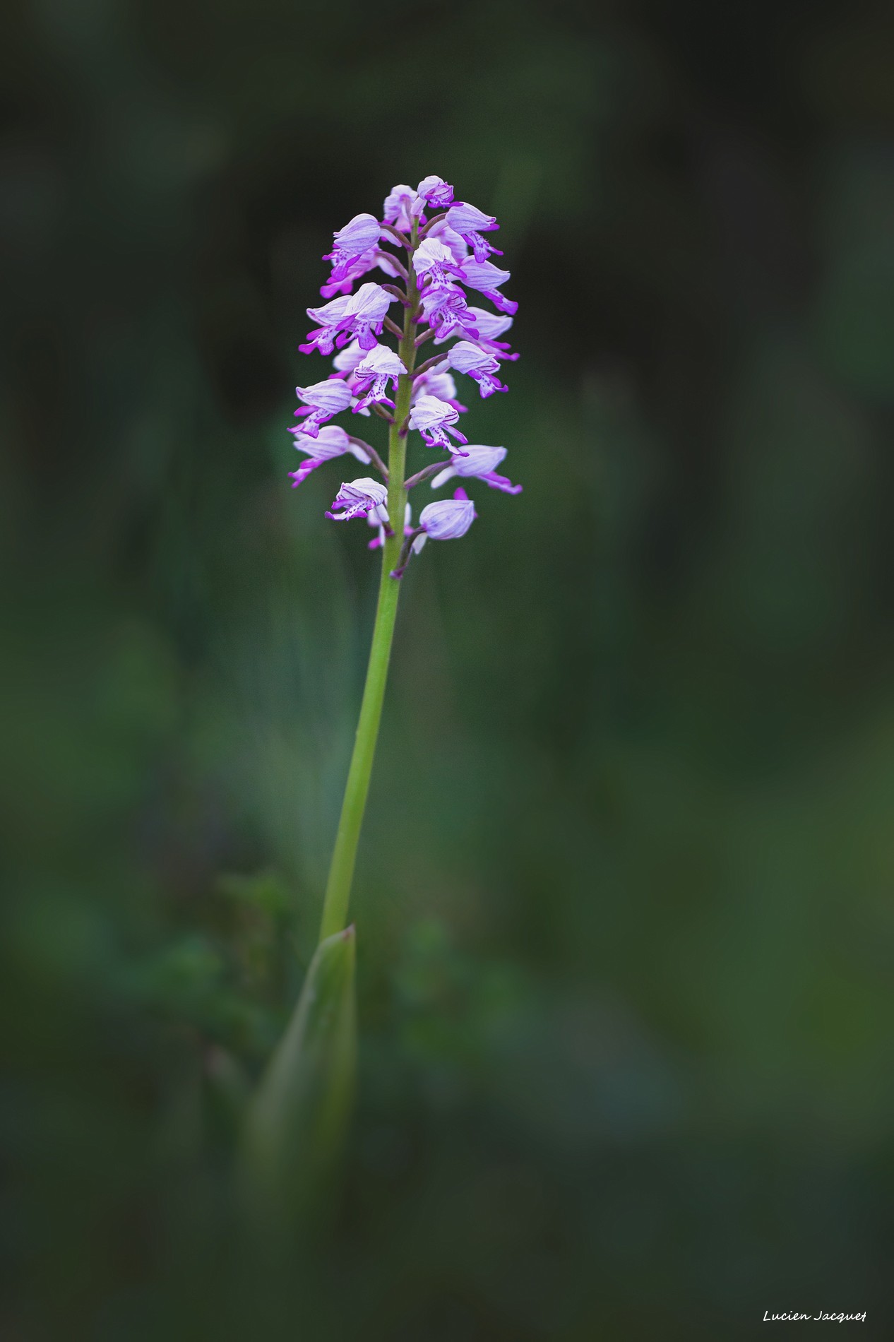 Orchis Militaris.