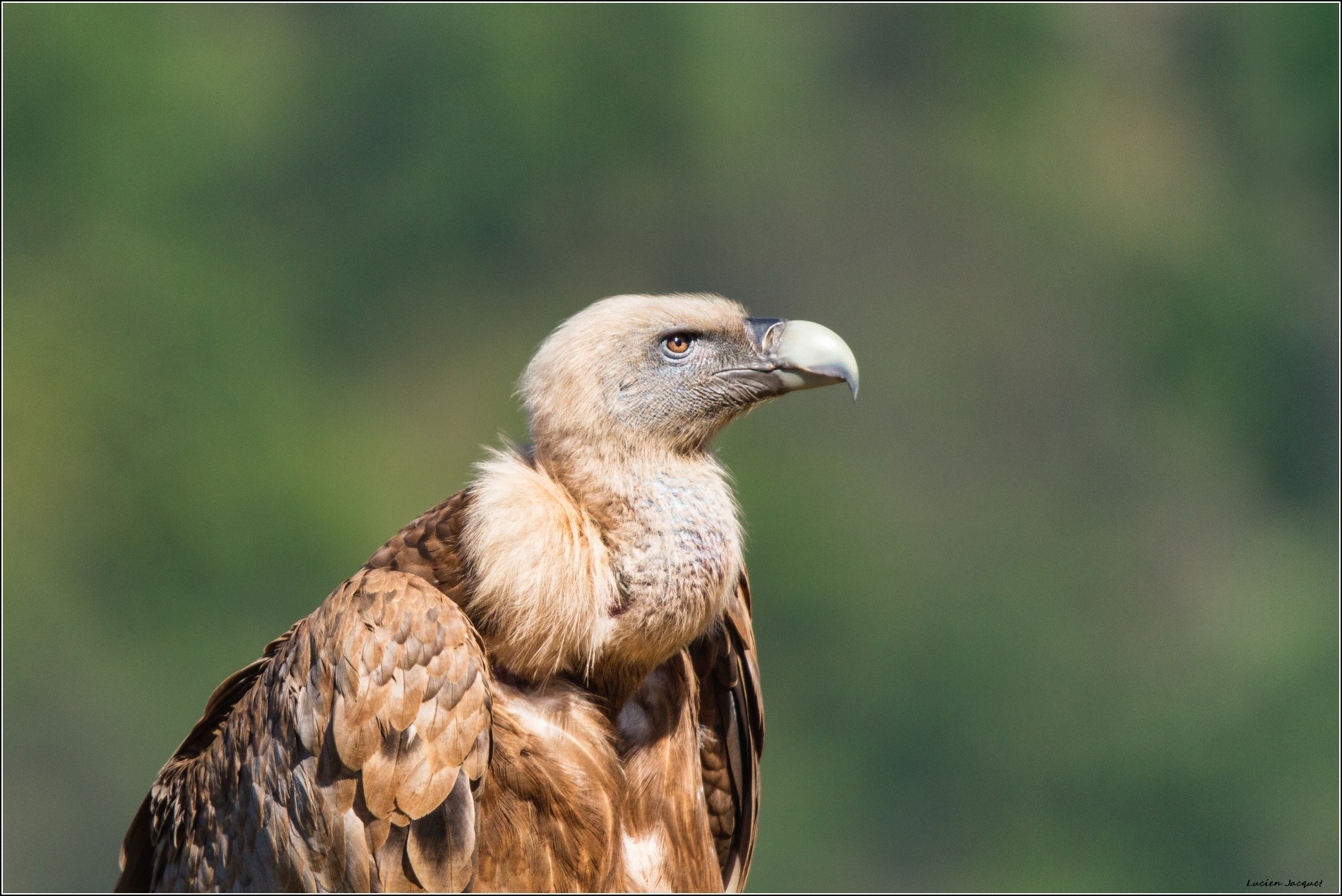 Profil de vautour