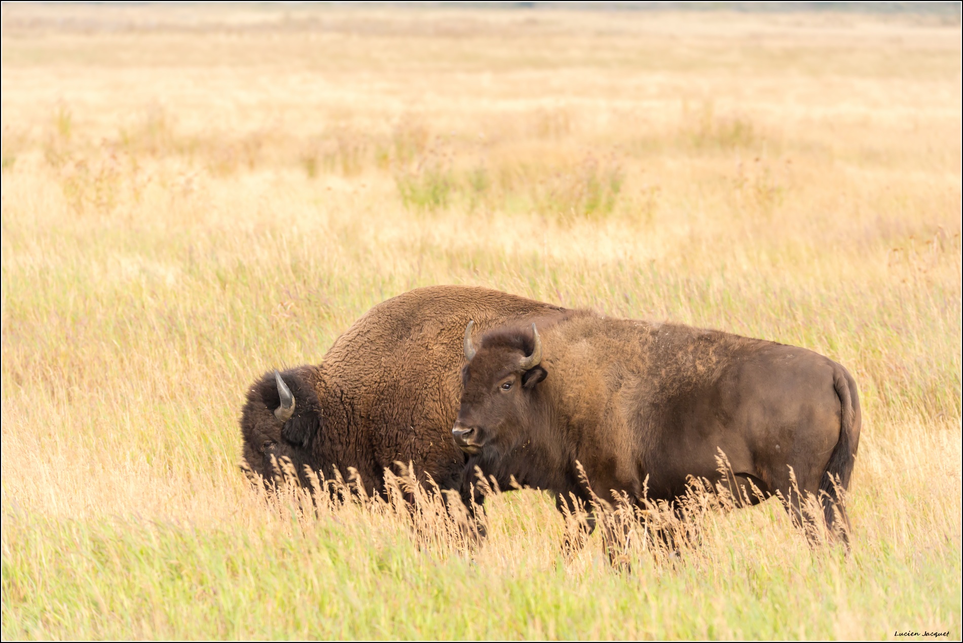 Couple de bisons.