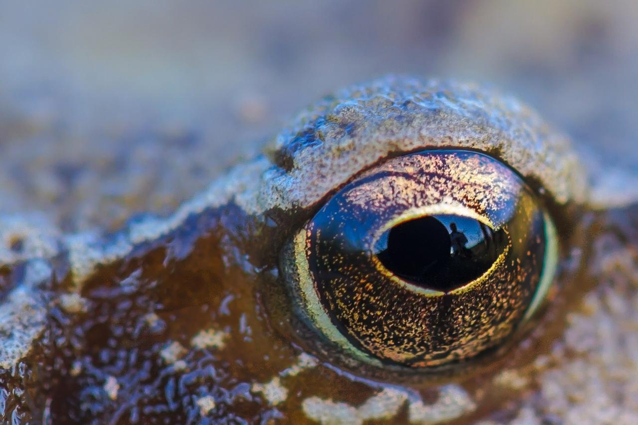 Dans l'oeil de la grenouille rousse