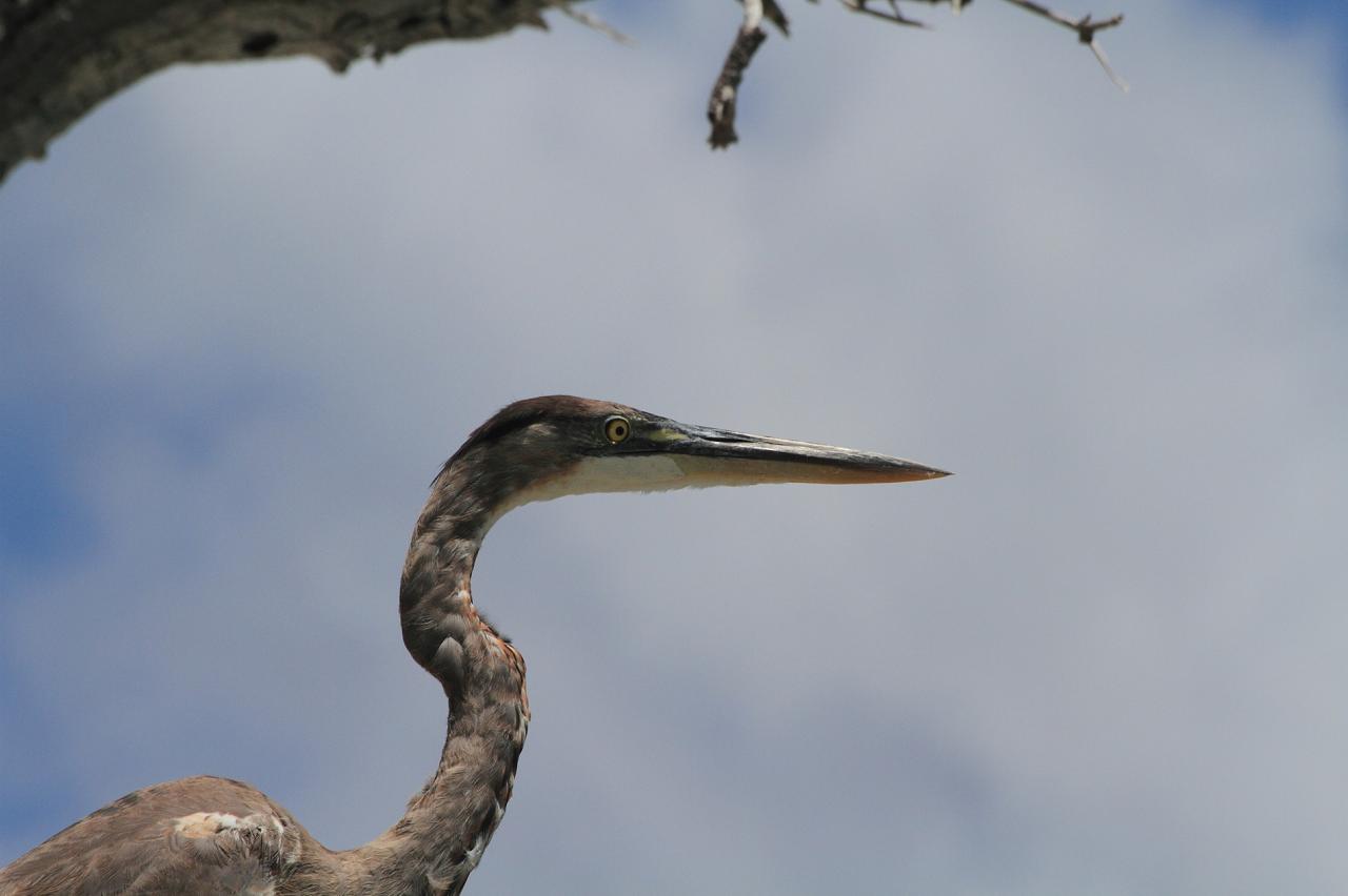 Portrait de héron, ile de la Désirade.