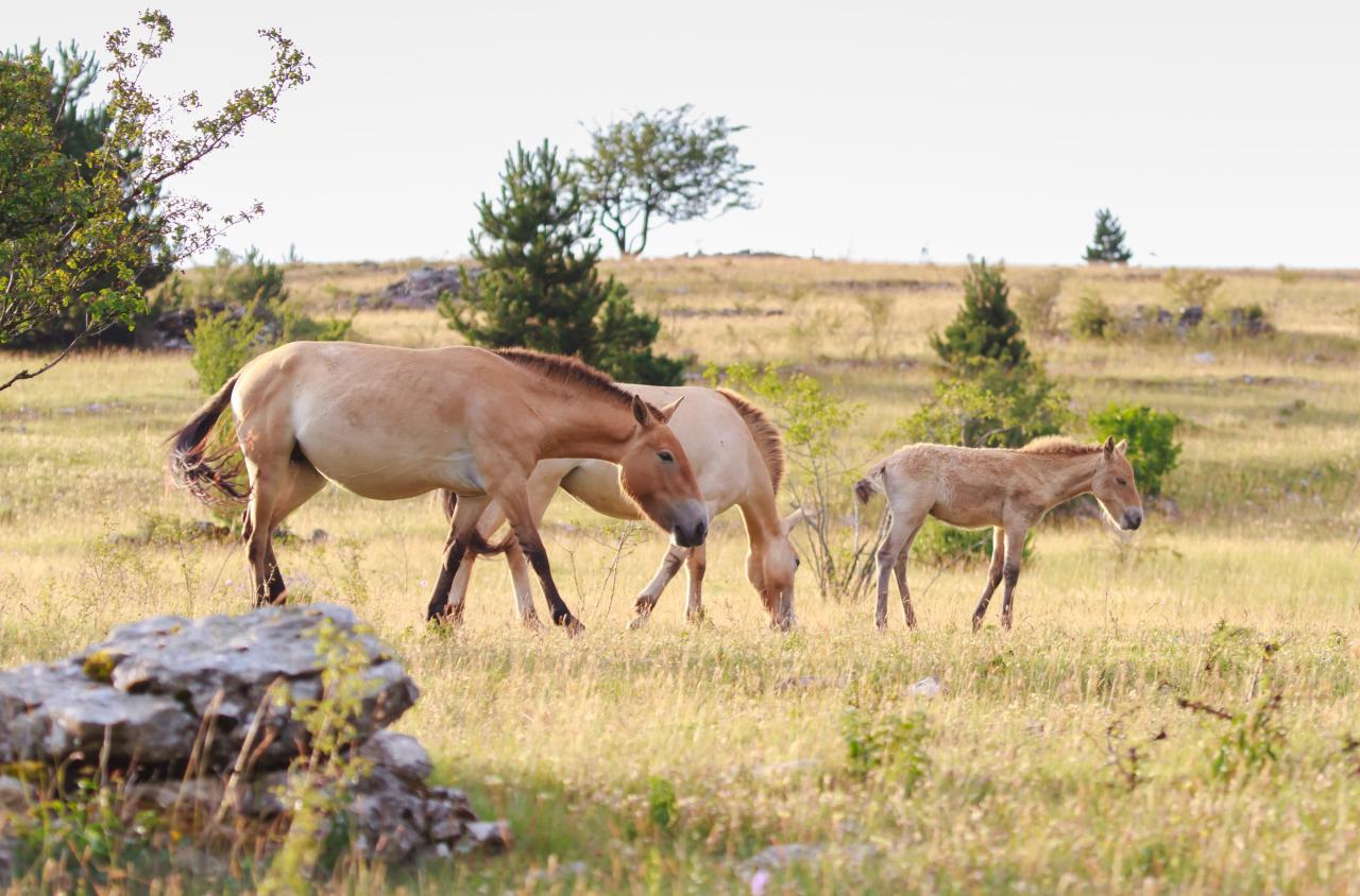 Chevaux de Przewalski