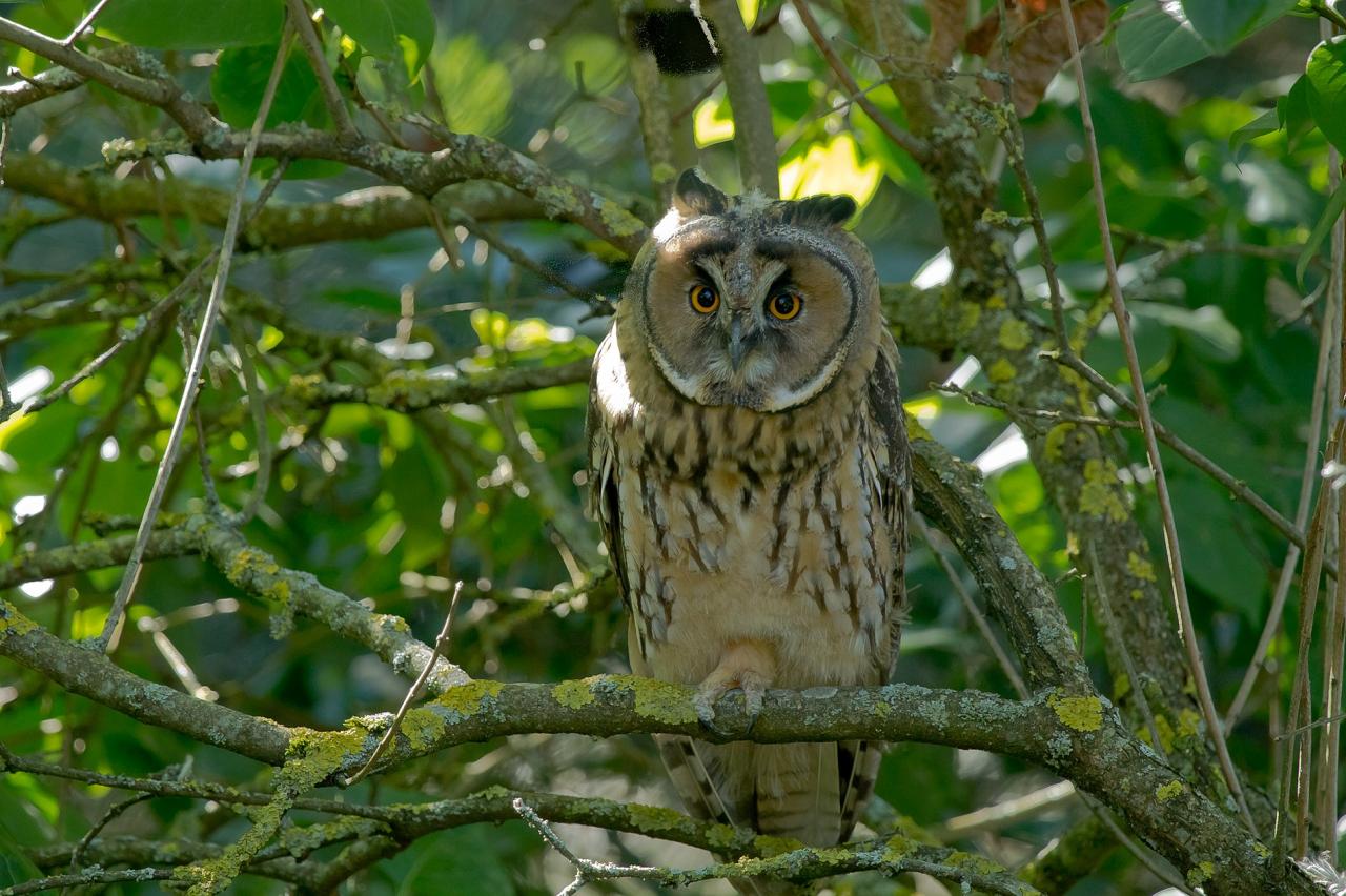 Hibou moyen duc