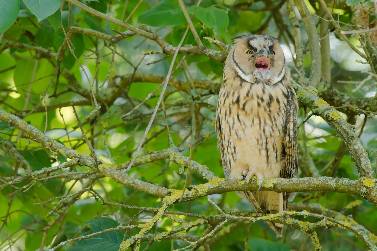 Hibou moyen duc
