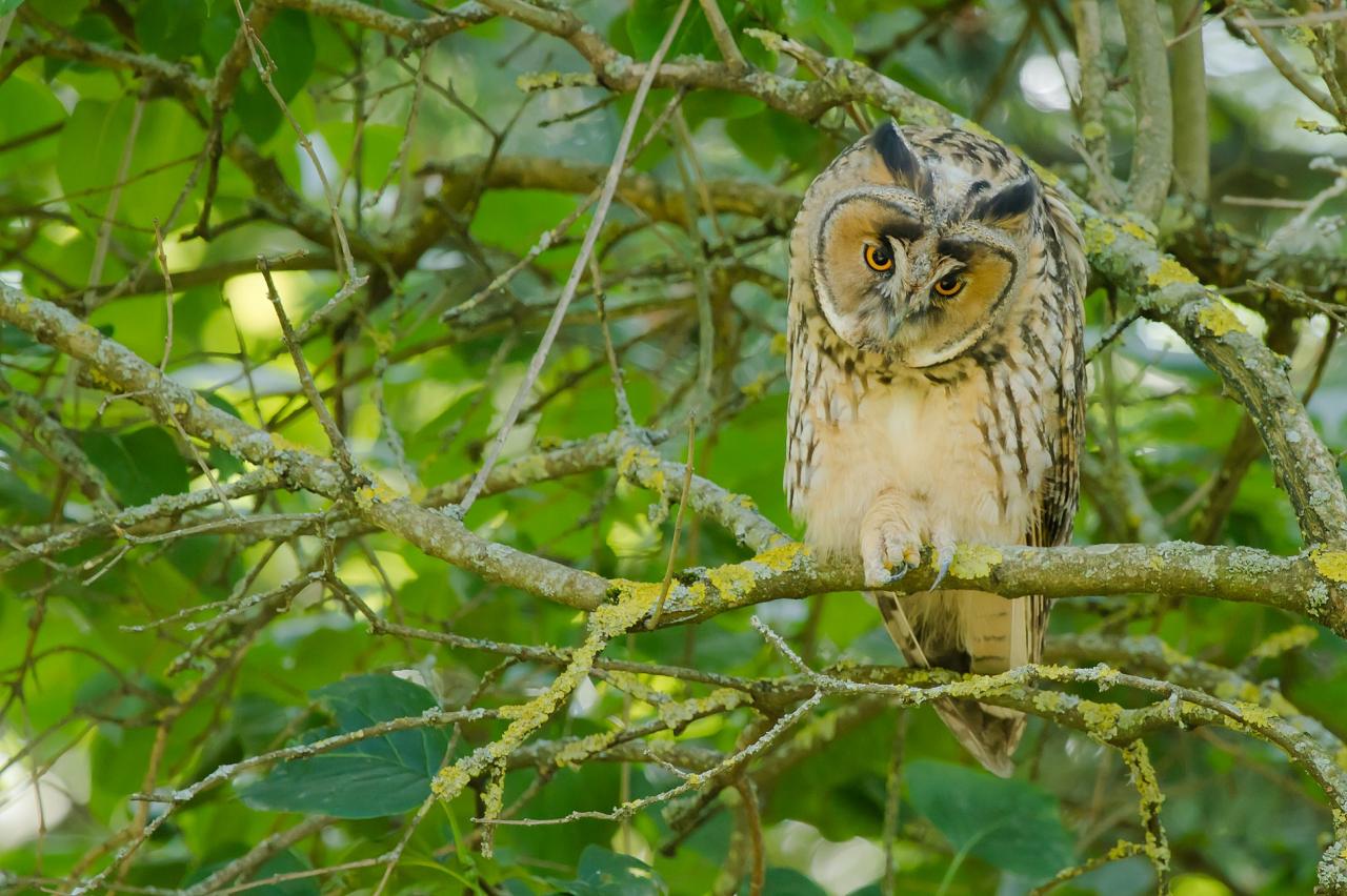 Hibou moyen duc