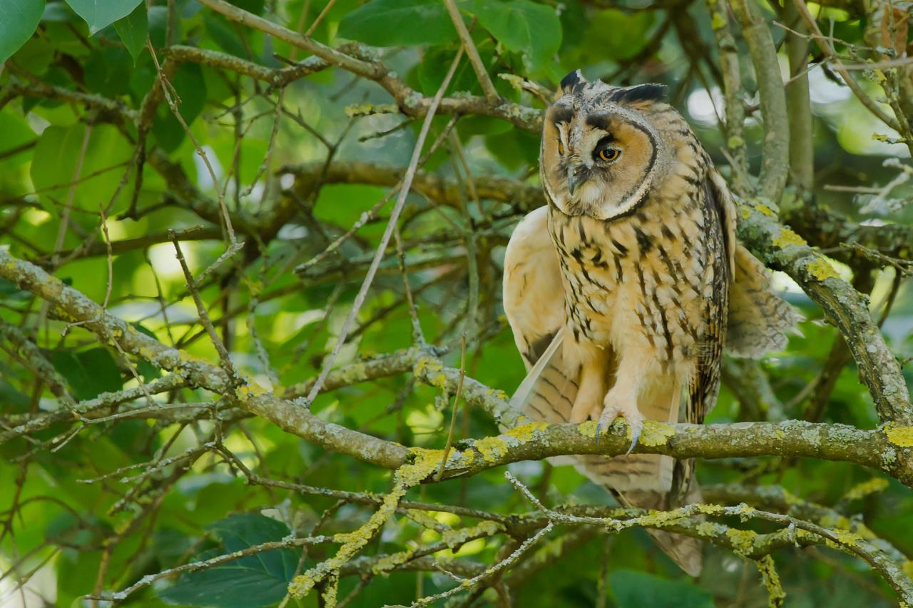 Hibou moyen duc