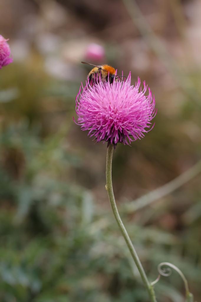Fleur de chardon et son visiteur
