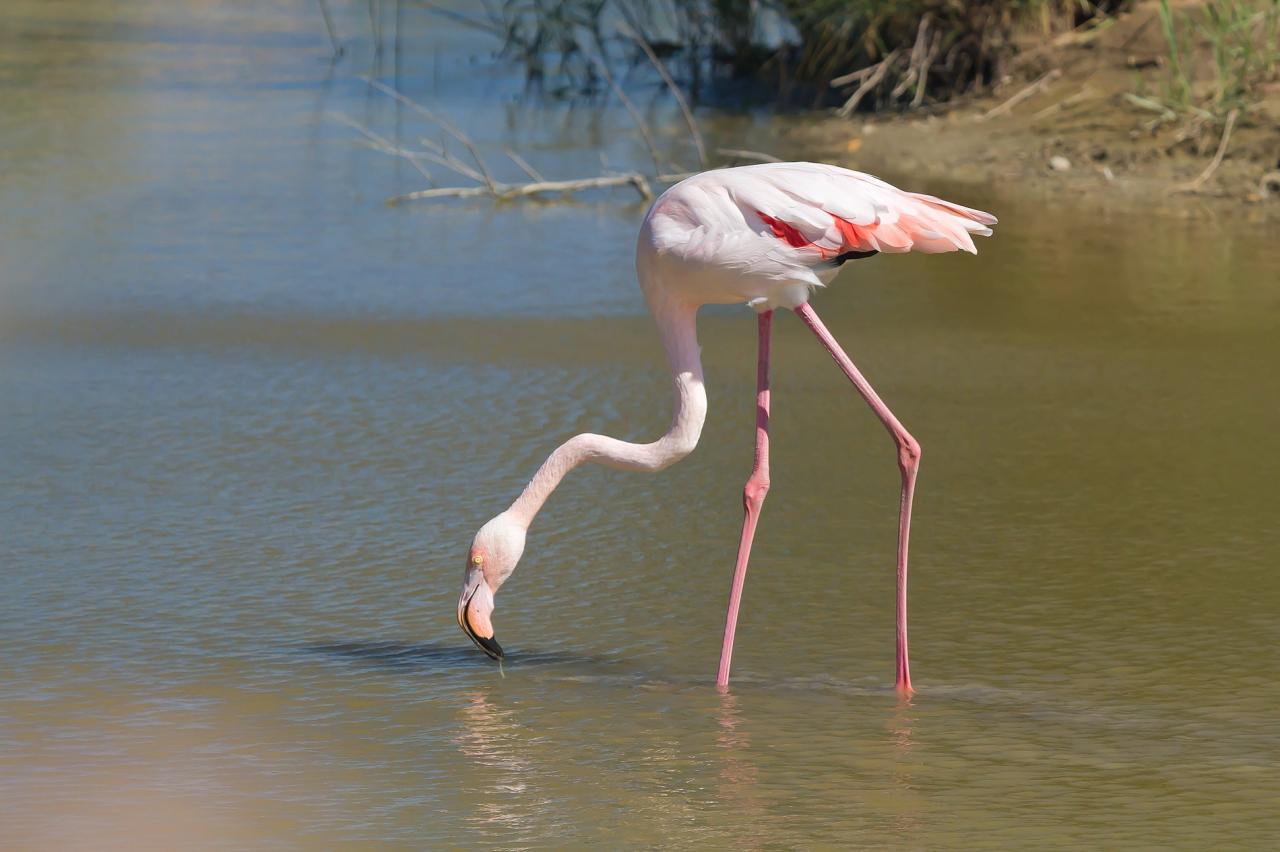 Flamand rose