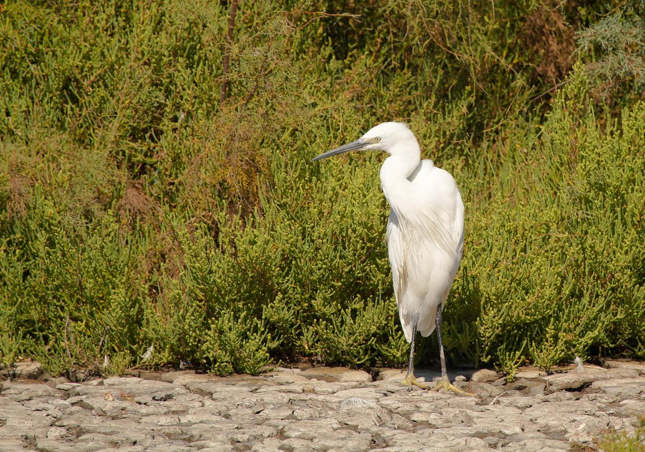 aigrette