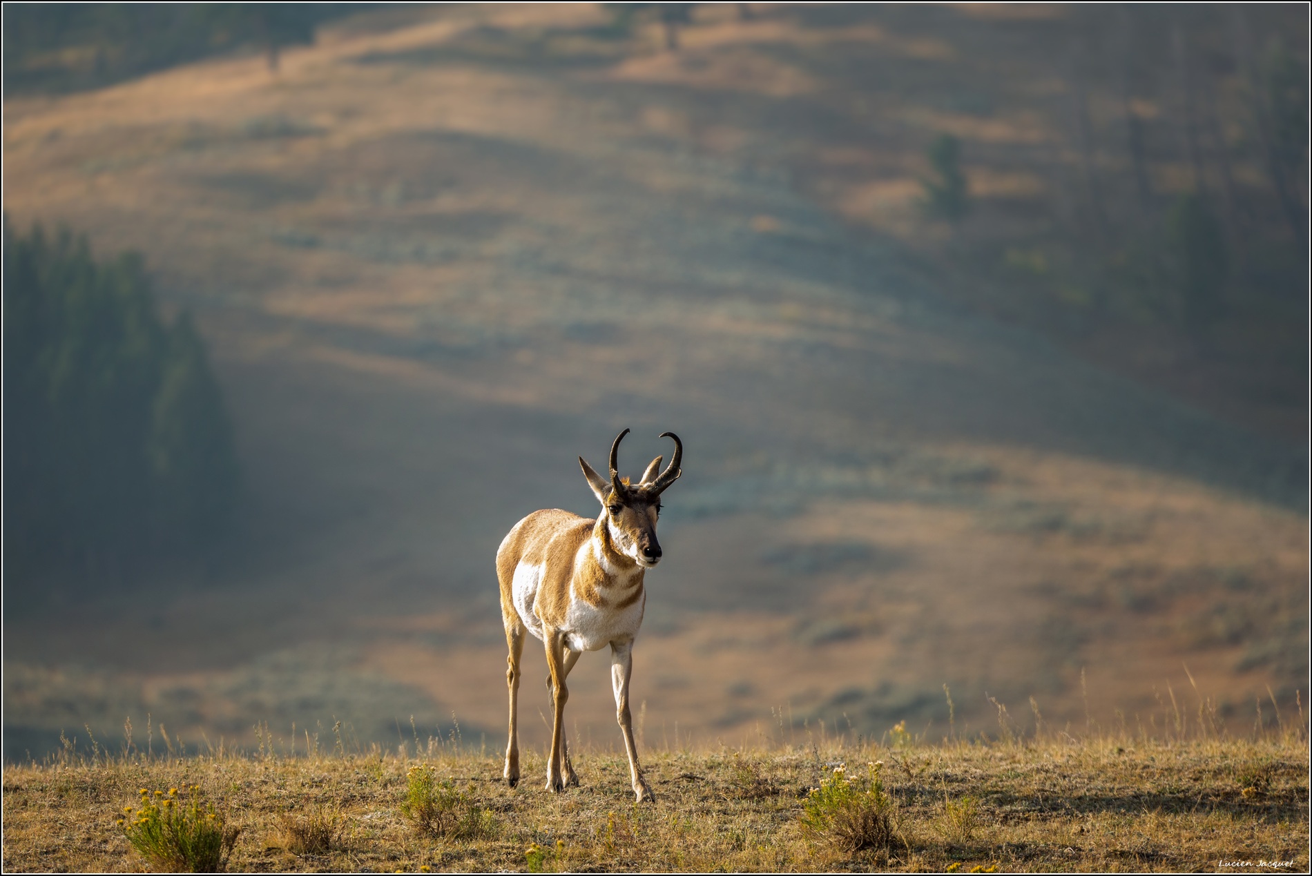 Pronghorn, antilope d'Amèrique du nord