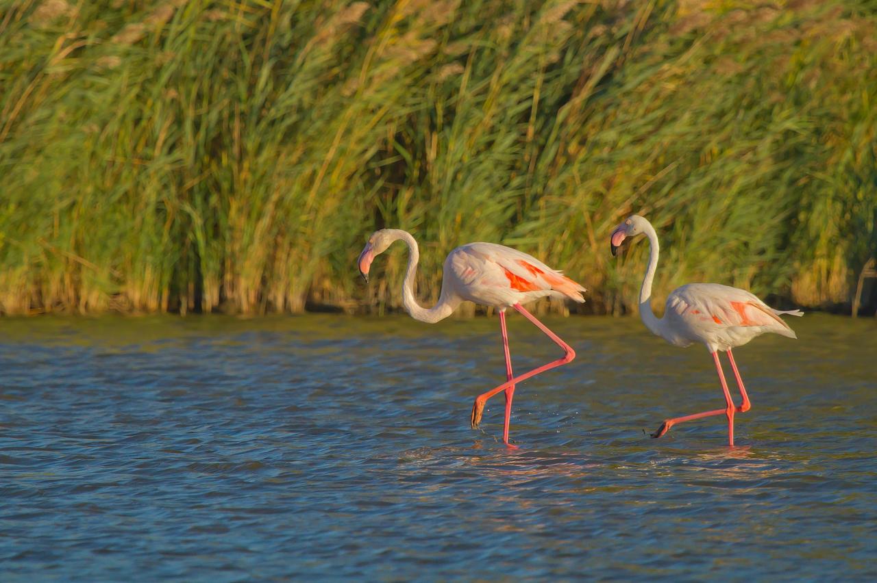 Flamants roses