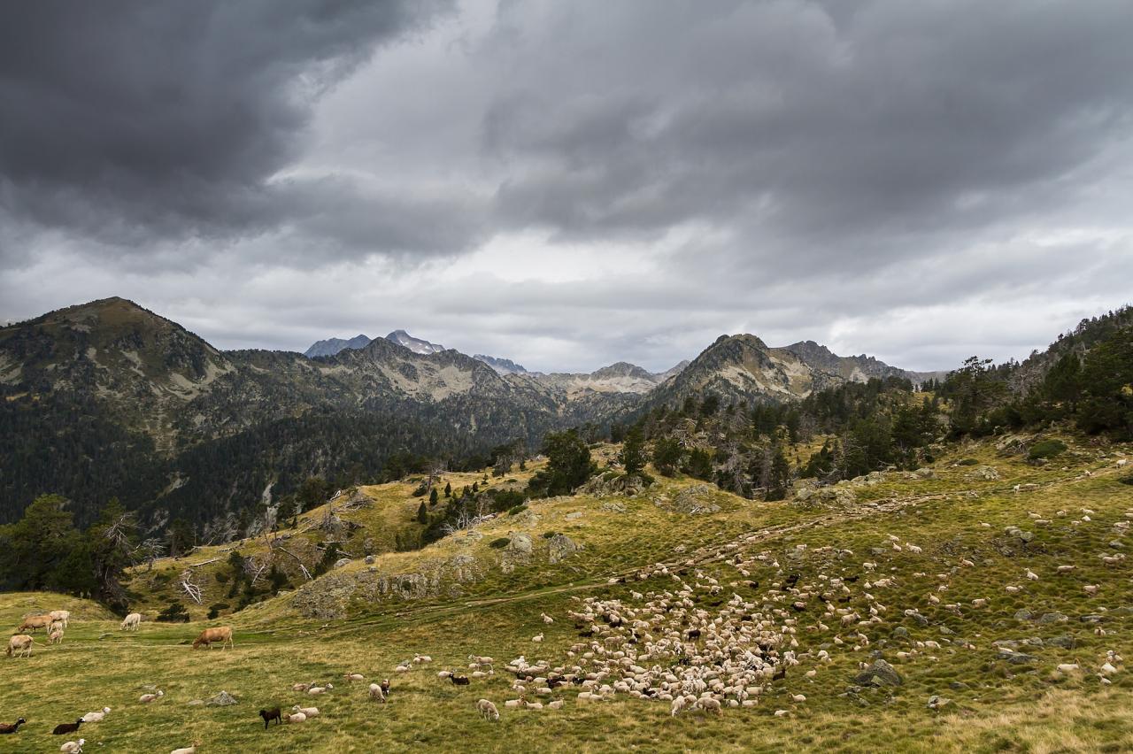 Pastoralisme Pyrénéen