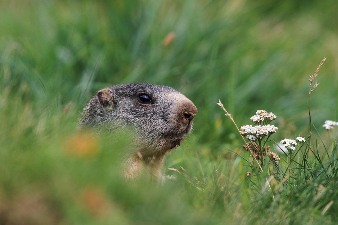 Portrait de marmotton