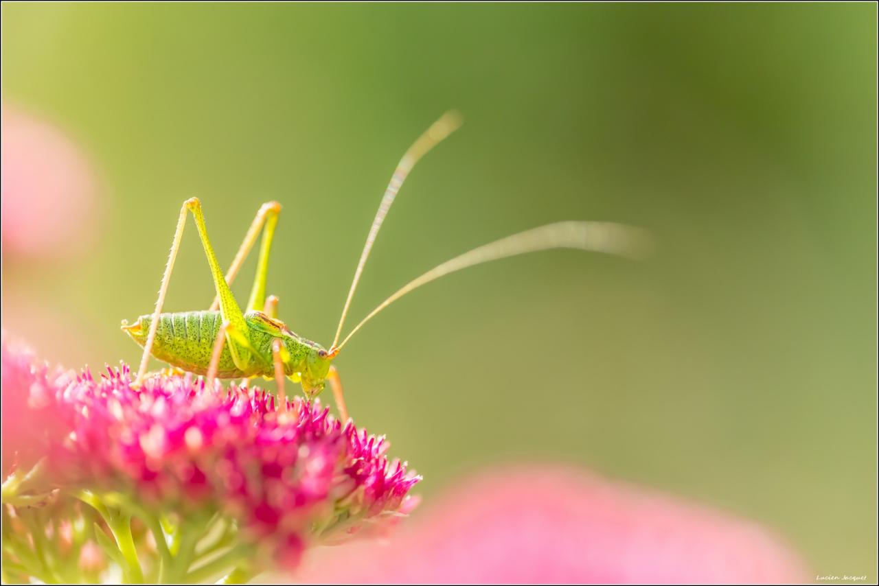 Jiminy Cricket, la vie en rose.